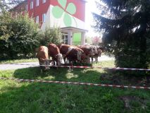 Obrazem: Děti v Poličce zažily překvapení, na pozemek školky si udělaly výlet krávy