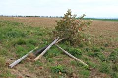 Tyhle stromy už stín nevytvoří, někdo je polámal. Chrudim pátrá po pachateli