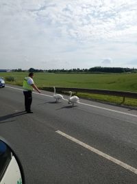 Labutě se dnes ráno neohroženě rozhodly přejít rychlodráhu mezi Pardubicemi a Chrudimí, nakonec jim v bezproblémové cestě pomohla policie