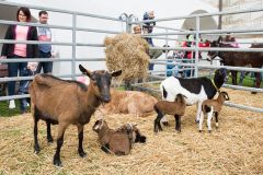 Přinášíme program velikonočního jarmarku na pardubickém zámku, je opravdu pestrý