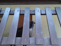 Agresivní kozel blokoval vstup do domu