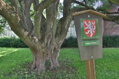 V Ústí nad Orlicí prodlouží život dvěma úctyhodným památným stromům