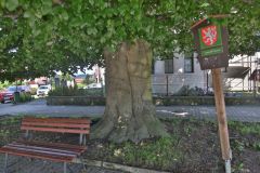 V Ústí nad Orlicí prodlouží život dvěma úctyhodným památným stromům