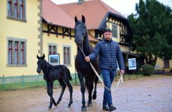 První letošní přírůstek vítají v hřebčíně v Kladrubech nad Labem