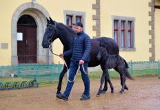 První letošní přírůstek vítají v hřebčíně v Kladrubech nad Labem