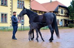 První letošní přírůstek vítají v hřebčíně v Kladrubech nad Labem