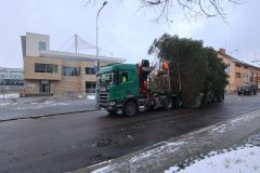 Vánoční strom doputoval do Ústí nad Orlicí. Městu ho daroval soukromý majitel