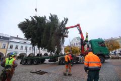 Vánoční strom doputoval do Ústí nad Orlicí. Městu ho daroval soukromý majitel