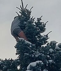 Stalo se u sousedů: Muž v trenkách a triku se držel ve větvích na vrcholu zasněženého vzrostlého smrku