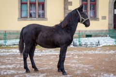 Narodil se o čtyřicet dní dříve, prvnímu hřebečkovi letošního roku ve Slatiňanech se i přesto daří výborně