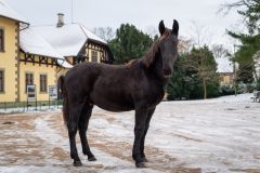 Narodil se o čtyřicet dní dříve, prvnímu hřebečkovi letošního roku ve Slatiňanech se i přesto daří výborně