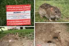 V Chrudimi probíhá plošná deratizace pulzní metodou, osvědčuje se