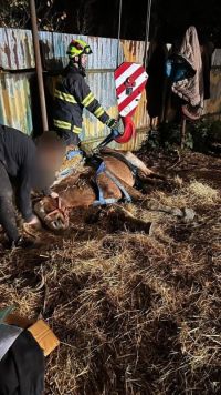 Starý kůň se nemohl postavit na nohy, pomohli mu hasiči
