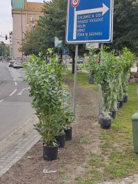 Na Smetanově náměstí se opět podél silnice zazelenají keře