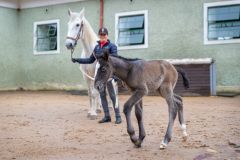 Obrazem: V Kladrubech nad Labem se těší z dalších přírůstků. Začínají se zde rodit hříbátka