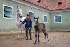 Obrazem: V Kladrubech nad Labem se těší z dalších přírůstků. Začínají se zde rodit hříbátka