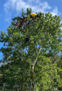 Dva lidé uvízli o víkendu ve výškách. Paraglidistka skončila na stromě a muž zkolaboval na střeše