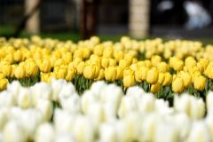 Tulipány kam jen oko dohlédne.  Objevte holandskou krásu v Parku Tulipánie v obci Opatovec