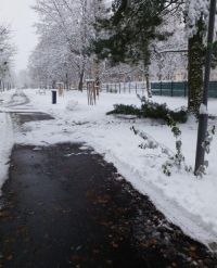 Pozor na padající větve, nemusejí nánosy sněhu vydržet. Strážníci a hasiči je raději v Pardubicích prořezávají