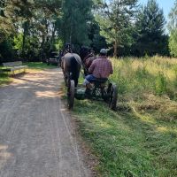 Co si posekali, to si také sní. V Pardubicích dnes sekali květnatou louku s pomocí koní