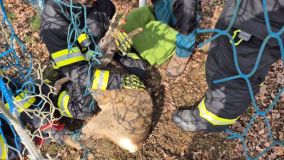 Srnec uvízl v síti, v brance na fotbalovém hřišti. Hasiči také zachraňovali srnku, co spadla do bazénu