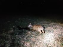 Srnec uvízl v síti, v brance na fotbalovém hřišti. Hasiči také zachraňovali srnku, co spadla do bazénu