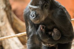Od sousedů: První miminka přivítaly i zoologické zahrady