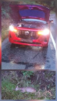 Auto se střetlo se zvěří u Brandýsa nad Orlicí. Hasiči radí, jak podobné situaci předejít, či jak při ní postupovat