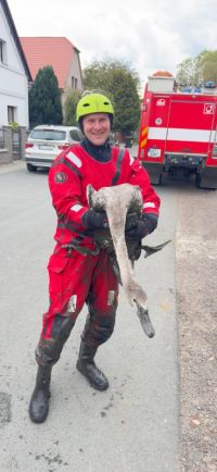 Čtveřice mladých labutí uvízla v bahně vypuštěného rybníka