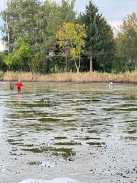 Čtveřice mladých labutí uvízla v bahně vypuštěného rybníka