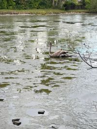 Čtveřice mladých labutí uvízla v bahně vypuštěného rybníka