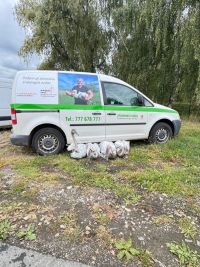 Čtveřice mladých labutí uvízla v bahně vypuštěného rybníka