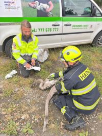Čtveřice mladých labutí uvízla v bahně vypuštěného rybníka