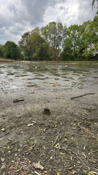 Čtveřice mladých labutí uvízla v bahně vypuštěného rybníka