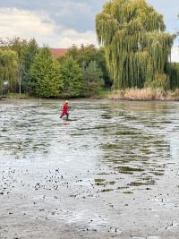 Čtveřice mladých labutí uvízla v bahně vypuštěného rybníka