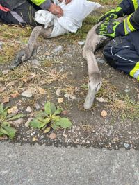 Čtveřice mladých labutí uvízla v bahně vypuštěného rybníka