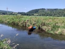 Zranění motorkáře kvůli stromu, kráva s barelem na hlavě v řece, auto nedobrzdilo za druhým a střet čtyř vozů