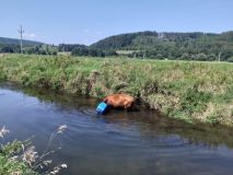 Zranění motorkáře kvůli stromu, kráva s barelem na hlavě v řece, auto nedobrzdilo za druhým a střet čtyř vozů