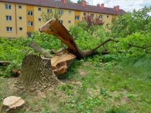 V Rybitví hrozilo, že na kolemjdoucí či sousední budovu spadne dub, byl prasklý