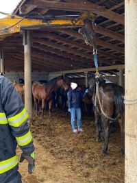 Hasiči pomáhali staršímu koni na nohy