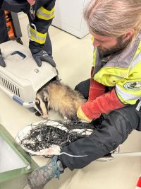 Další neuvěřitelný zásah hasičů, tentokrát jeli zachraňovat zatoulaného jezevce