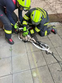 Další neuvěřitelný zásah hasičů, tentokrát jeli zachraňovat zatoulaného jezevce