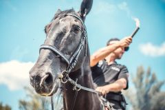 Obrazem: Stovky lidí si užily Den s Městskou policií ve Sportovním parku Pardubice