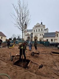 Jabloně zkrášlí nádvoří zámku v Pardubicích. V létě poskytnou stín