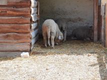 Dovolená na statku: Selský dvůr v Braňanech je malebné místo pro váš pobyt, výlet či akci, kde mají koně i zoo koutek, stylové ubytování a dobré jídlo