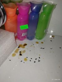 Prodejnu potravin na Trnovské uzavřela inspekce. Myši si tu pochutnávali na oplatkách v regálech