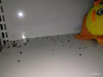 Prodejnu potravin na Trnovské uzavřela inspekce. Myši si tu pochutnávali na oplatkách v regálech