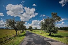 Máte svoji oblíbenou alej? Nominujte ji do soutěže