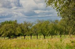 Máte svoji oblíbenou alej? Nominujte ji do soutěže