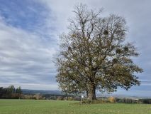Hápův javor získal páté místo v celostátní anketě Strom roku